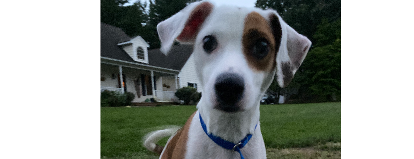 Little Rhody Rescue