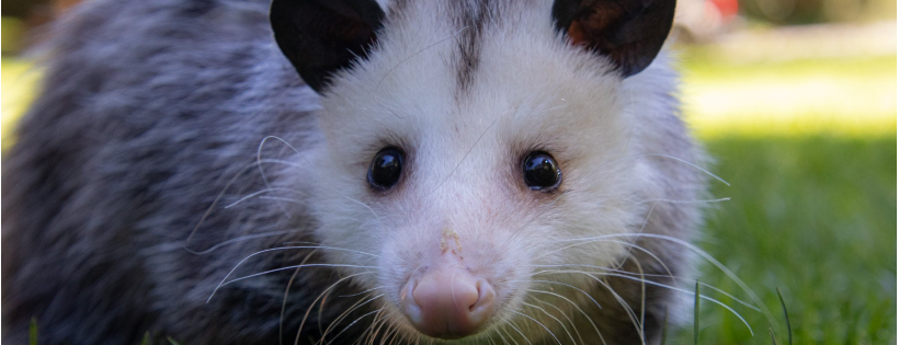 Raven Ridge Wildlife Center