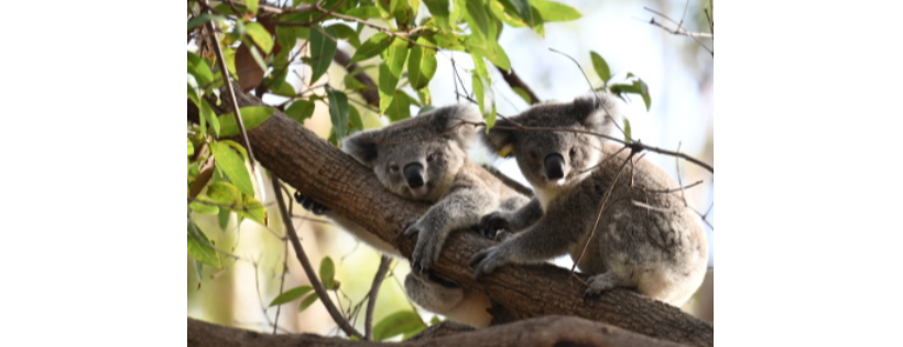 Koala Conservation Australia Limited