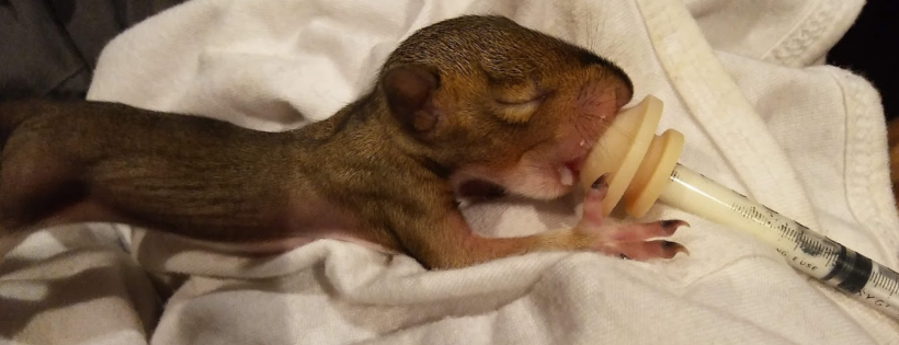 SquirrellyAF Inc