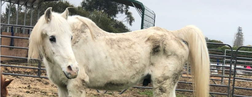 Pregnant Mare Rescue