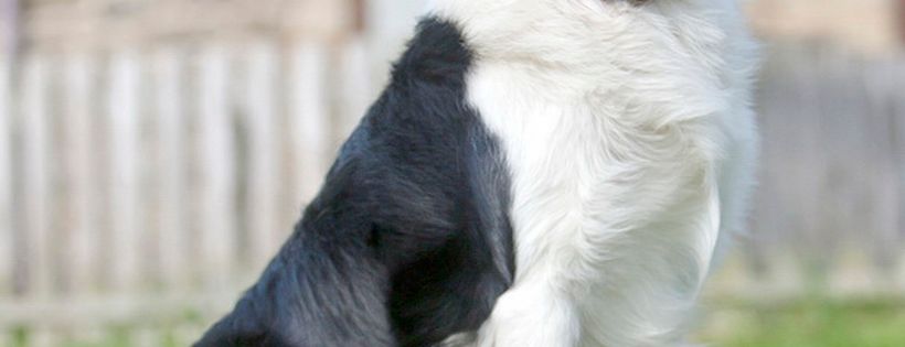Freedom of Spirit Border Collie Trust for border collies Rescue