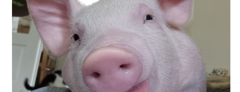 Brook Farm Animal Sanctuary