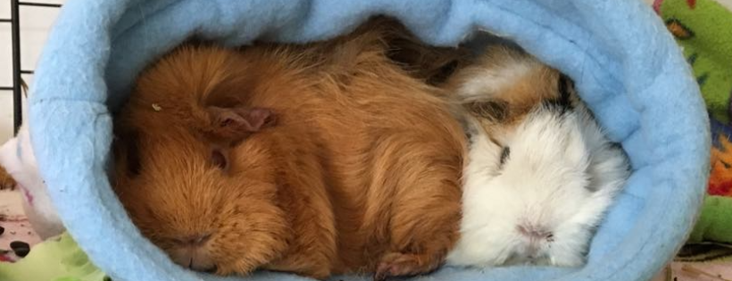 Auckland Cavy Care Rescue