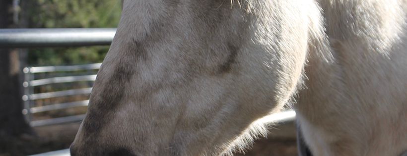 Hiatt Equestrian Rescue & Recreation
