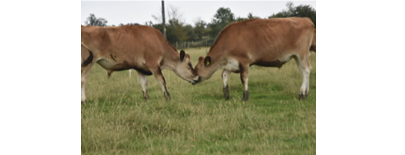 Farm animal sanctuary evesham