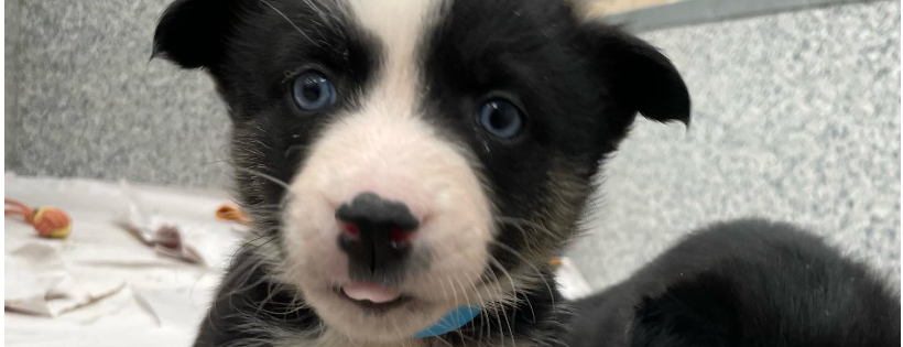 Winnipeg Pet Rescue Shelter