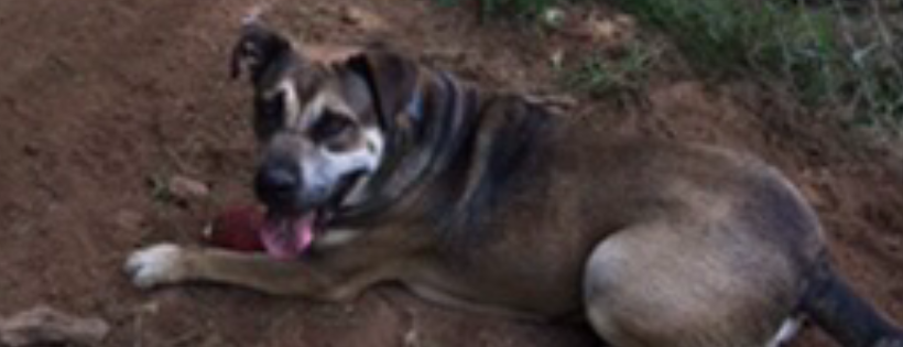 Remembering Ruthie Rescue