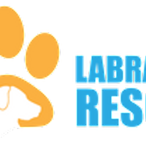 Labrador Rescue Inc
