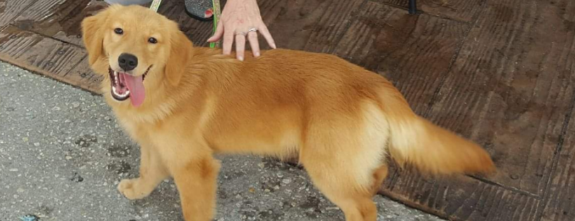 Joshua's House for Golden Retriever Rescue