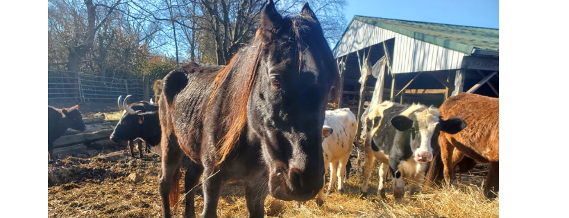 Blue Haven Equine Sanctuary And Rescue