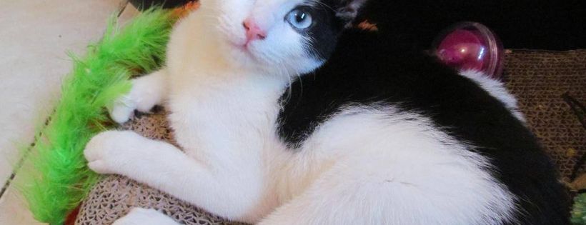 The Arc - The Ashmore rescue for cats