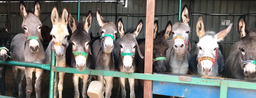Safe Haven for Donkeys