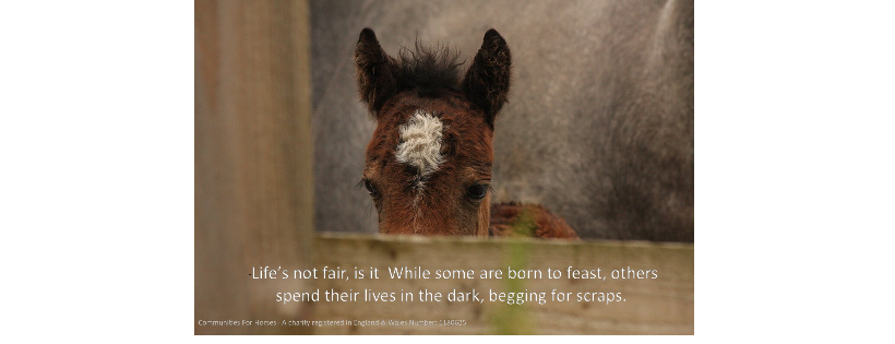 Communities For Horses