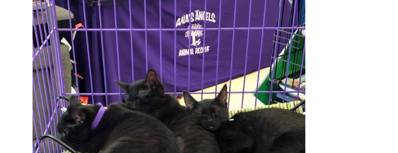 Ana’s Angels Animal Rescue