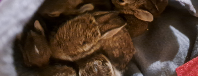 The Wildside Wildlife Rescue