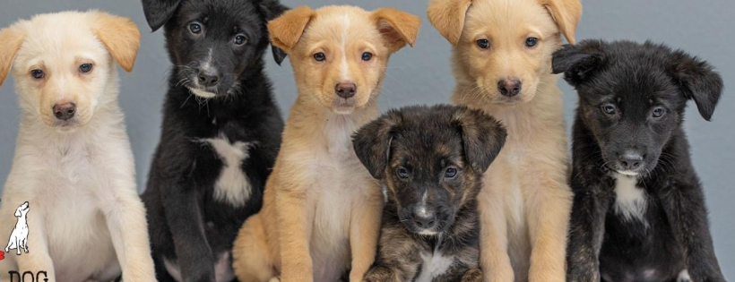 Warrior Dog Rescue