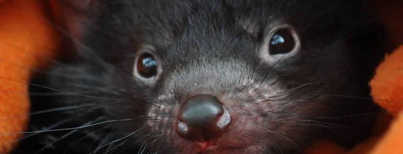 Tasmanian Wildlife Rehabilitation Council Inc