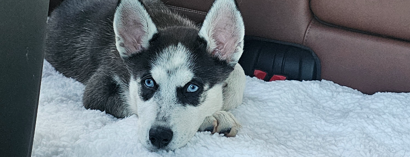 Kiowas House Husky Rescue