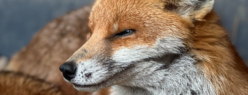 Whitby Wildlife sanctuary