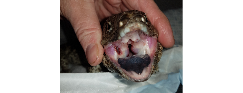 Bluebush Wildlife Rescue and Rehabilitation Inc