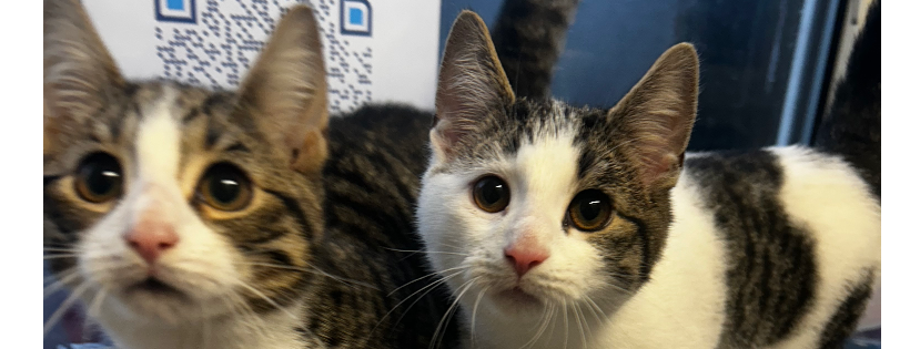 Destitute Animal Shelter