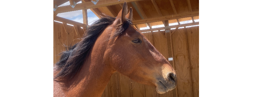 Legends & Legacies Wild Horse Ranch