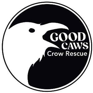 Good Caws Crow Rescue Society