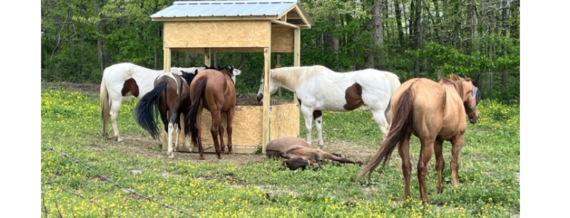 Outlaw Equine Rescue and Rehab