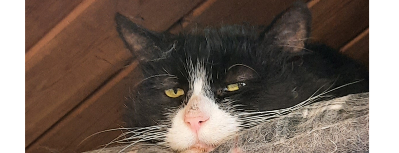 Lowhills Animal Sanctuary