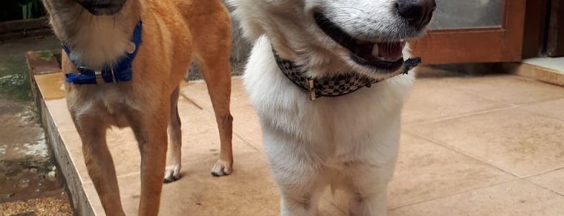 Bali Animal Buddies