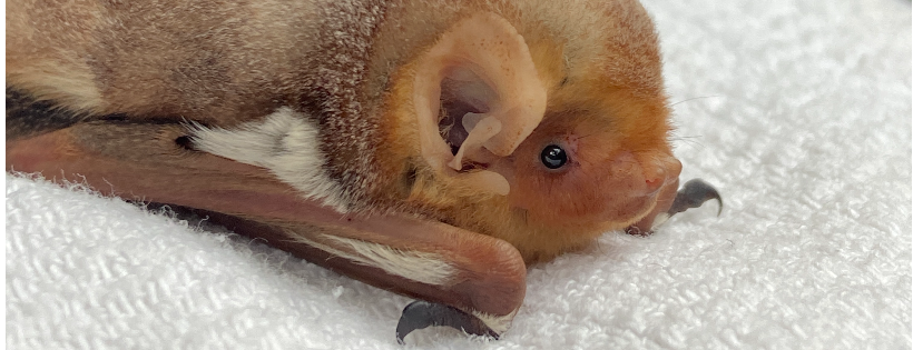 Pennsylvania Bat Rescue