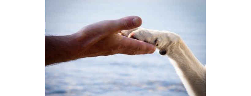 Lucky Dog Rescue, Pleasanton, CA
