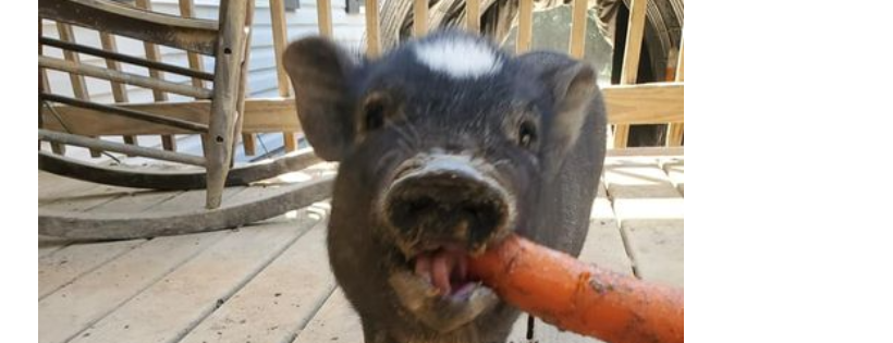 Happy and Sunshines Pig Rescue and Sanctuary