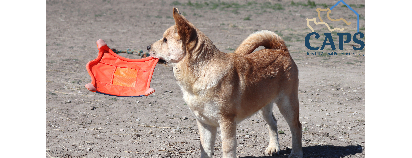 Churchill Animal Protection Society