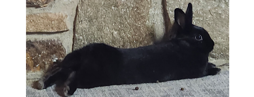 Friends of Rabbits