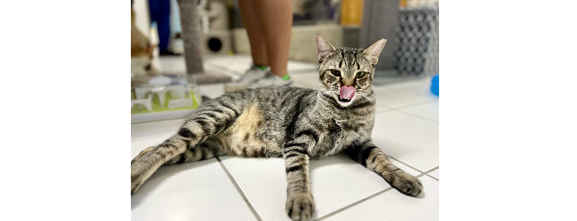 Cayman Islands Humane Society