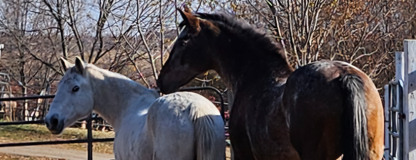 GRG Ranch Horse Rescue & Sanctuary