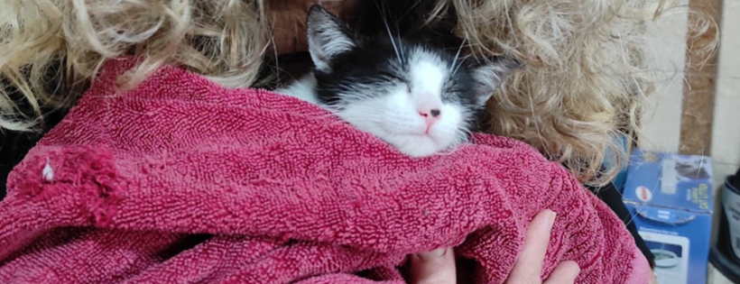 CopperCat Rescue