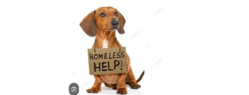 Faith Hope and Love Animal Rescue NC