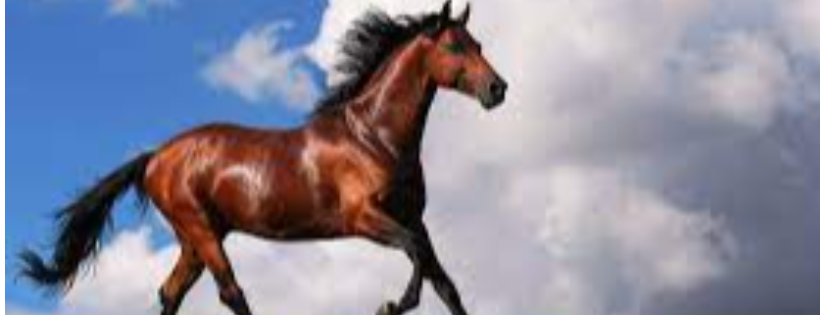 We love horses