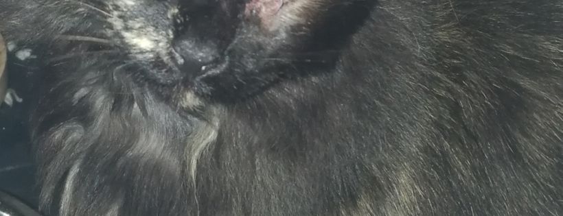 Forgotten felines cat rescue