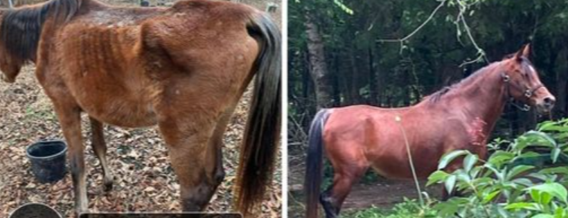 Stone Valleys Ray of Hope Equine Rescue