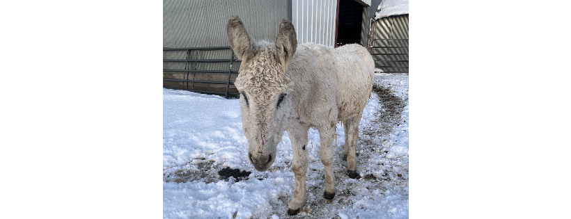 Safe the Brays Donkey Rescue