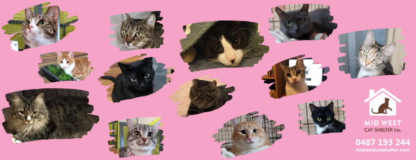 Mid West Cat Shelter Inc