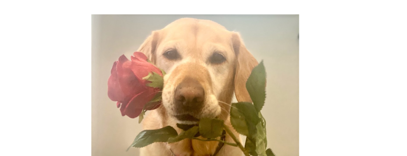 Animals 4 Healing