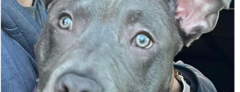 Heart of Hoosierland Humane Society/Elwood Animal Shelter
