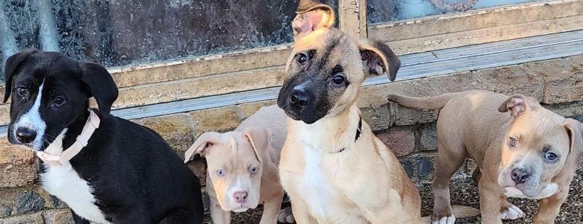Pet Pack Rescue Initative