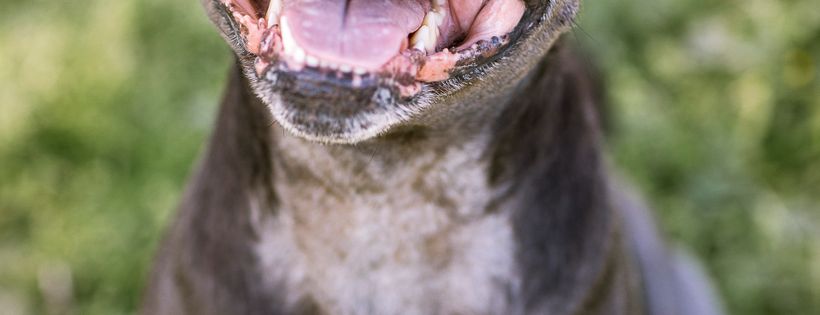 Project Underdog Rescue Inc