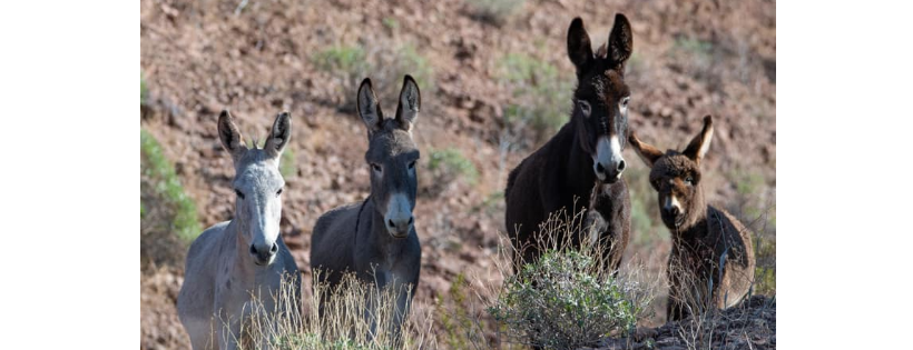 American Wild Horse Campaign